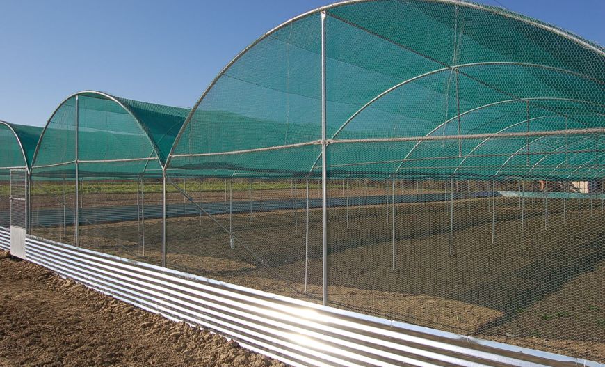 Snail Farms