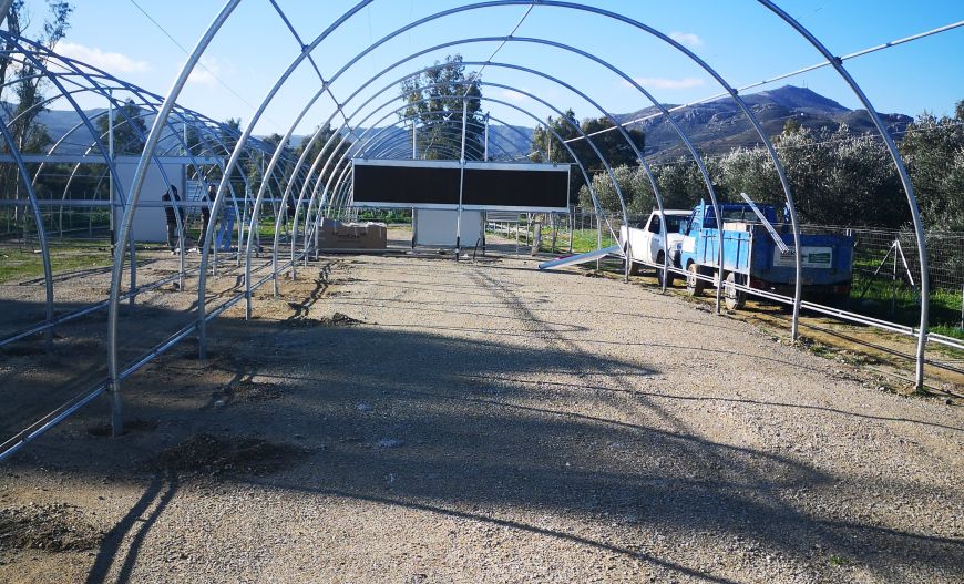 Mushroom Greenhouse